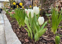 Fruehling In Der Goethe Galerie  Februar 2026 06